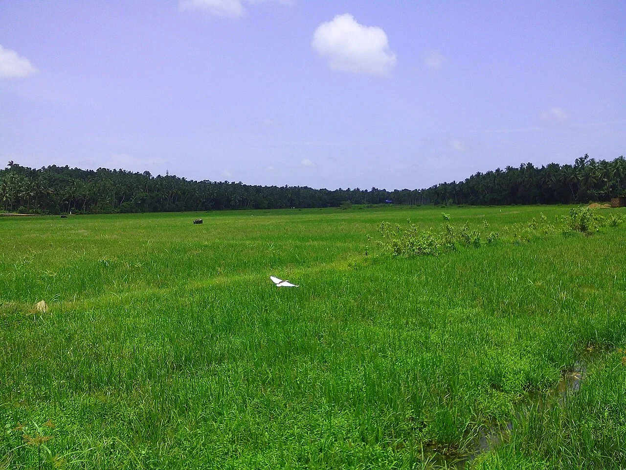 Photo of Abdu Rahiman Nagar