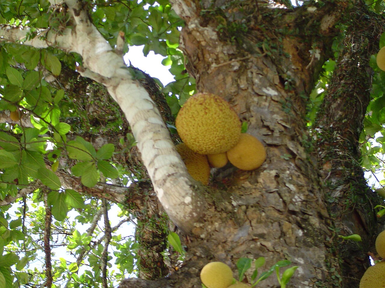 This tree is inside a religious related [kind of] site in the city of Abreu e Lima, Pernambuco.

I was there to shot some Tamarin (Saguim in brazilian portuguese), a family of New World Monkeys... But, because there were a great ammount of people there, it was impossible to find them..