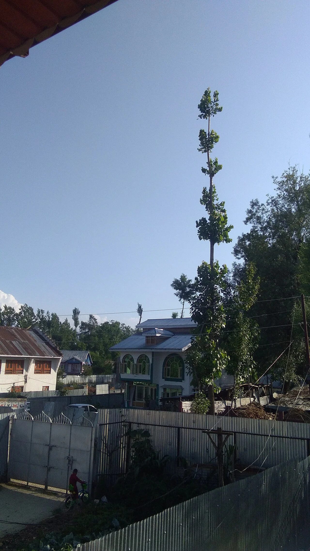 Photo of Abū Ḩammād