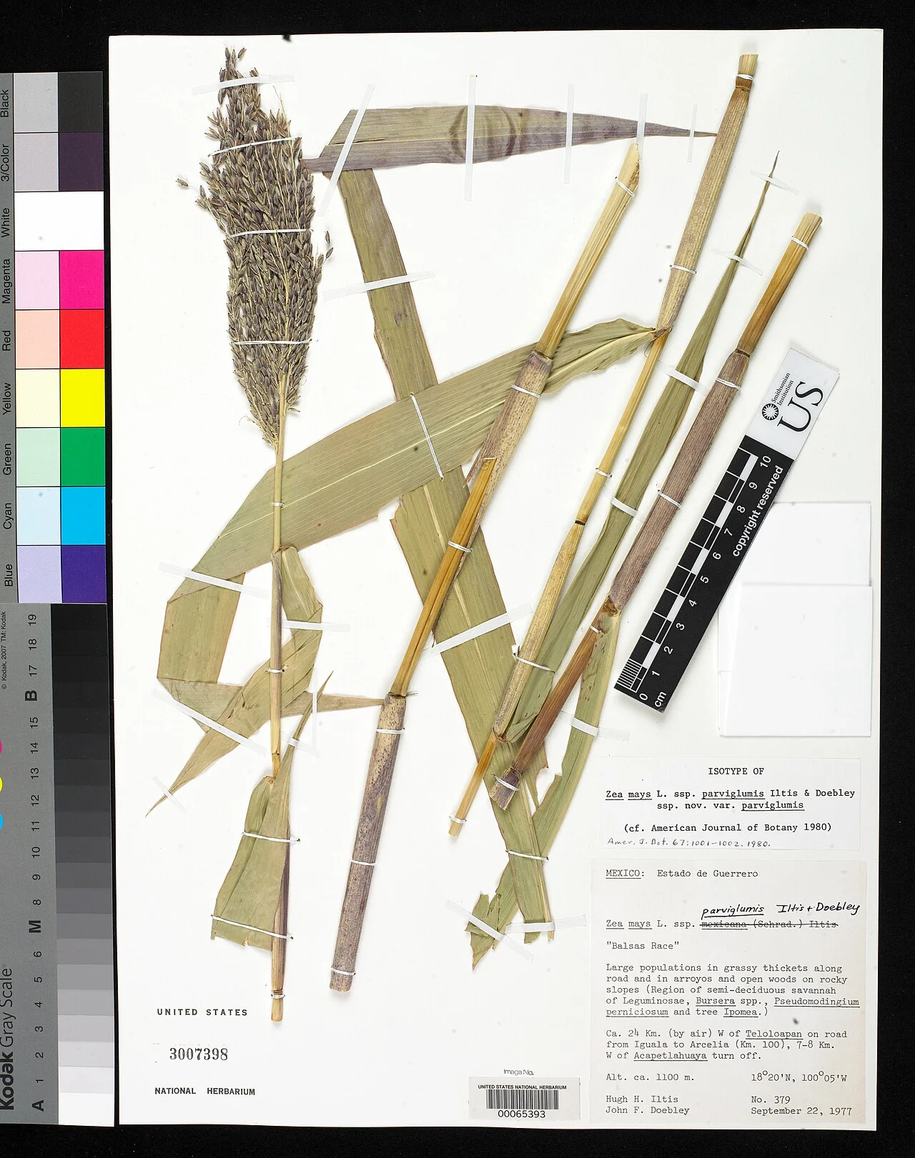 Photo of Acapetlahuaya