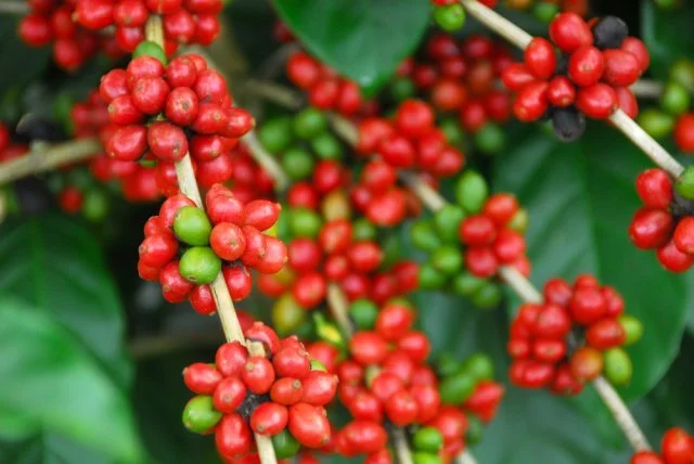 Photo of Acrelândia