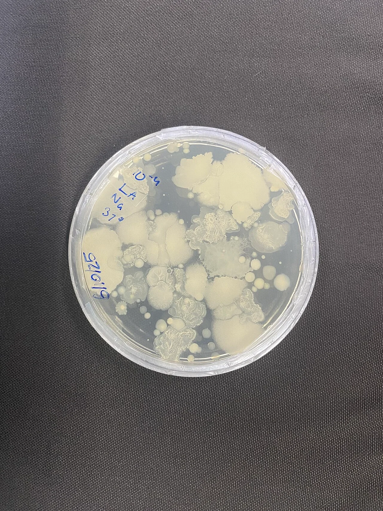 Photo of Agar