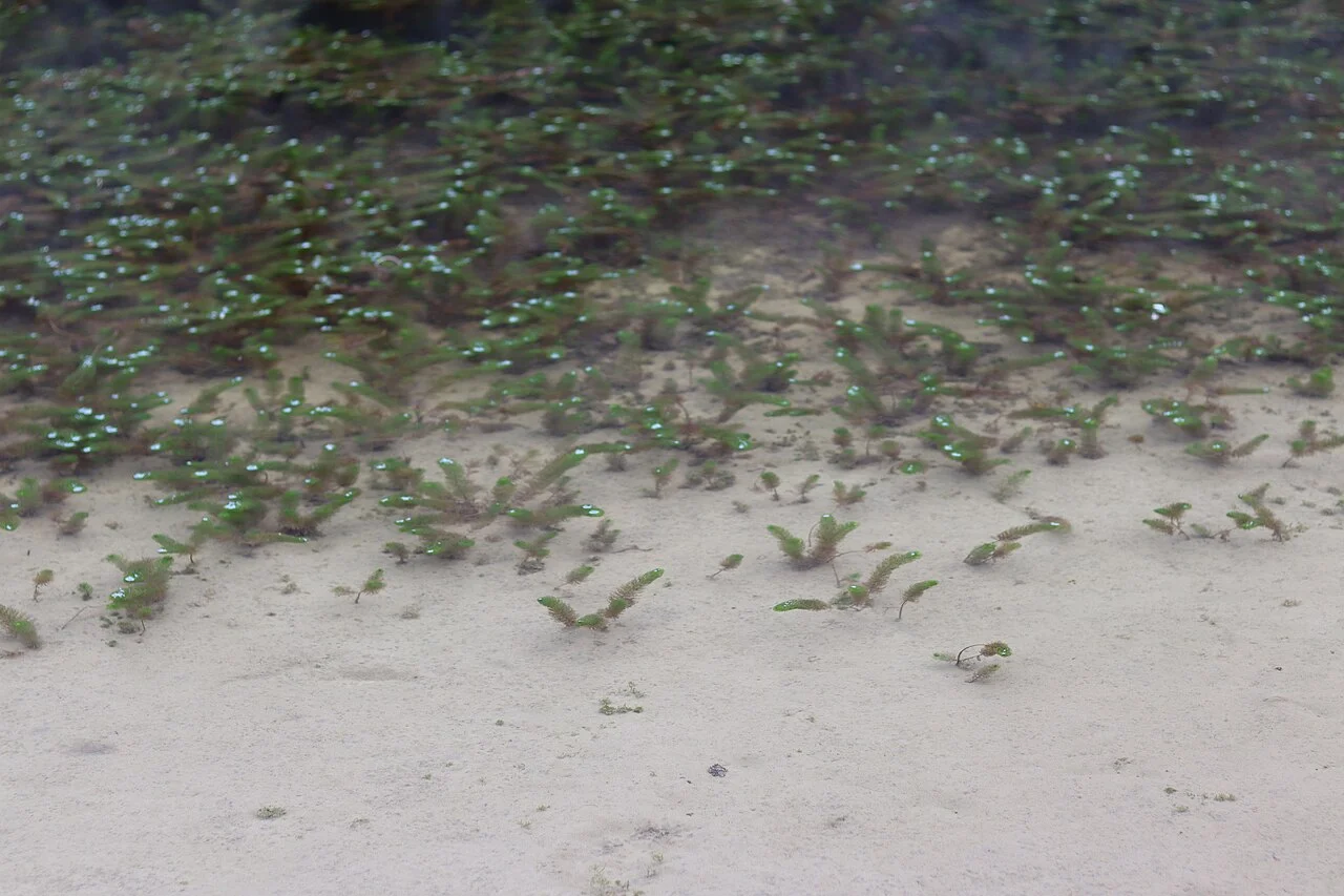 Photo of Agua Blanca