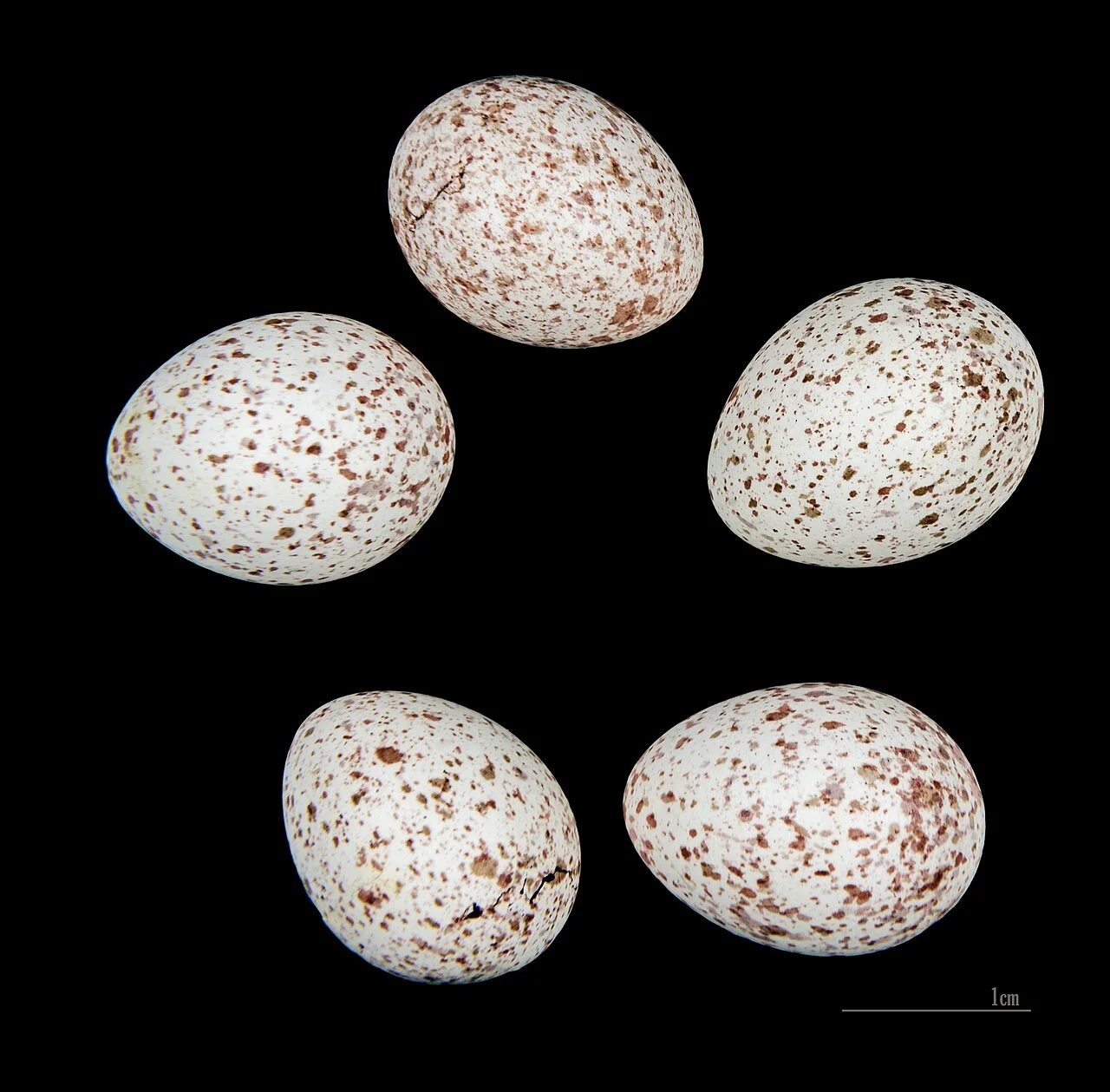 Photo of Aïn Beïda