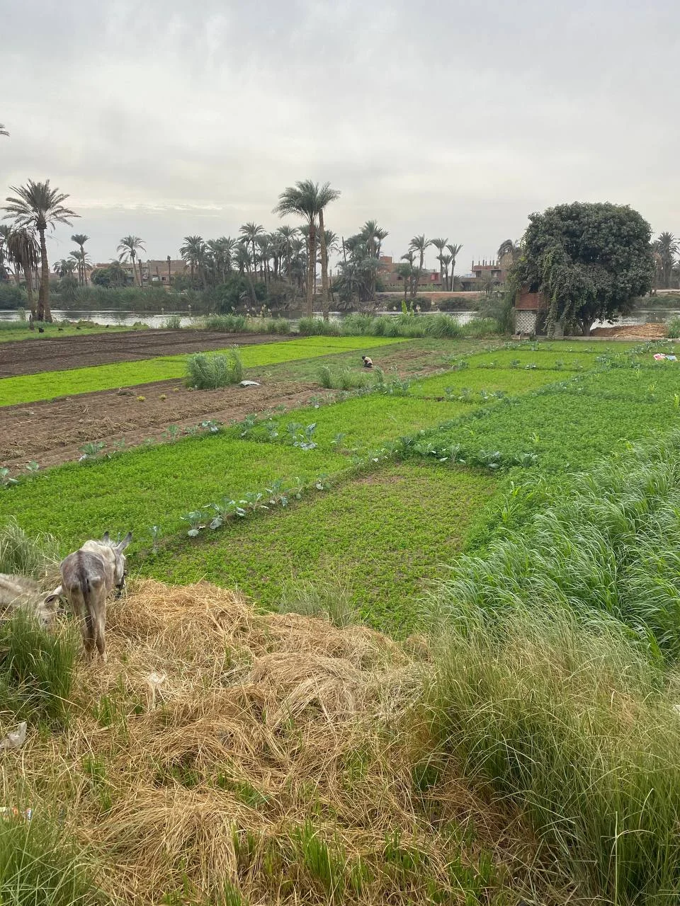 Photo of Al Qūşīyah