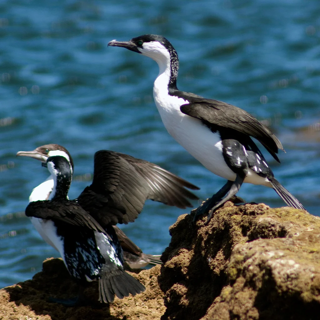 Photo of Aldinga Beach
