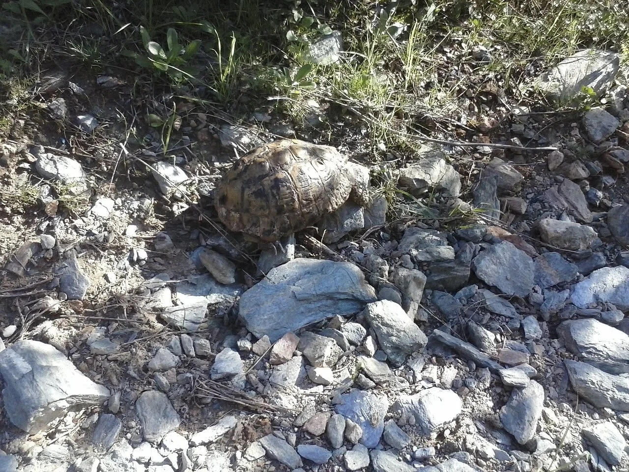 Photo of Álli Meriá