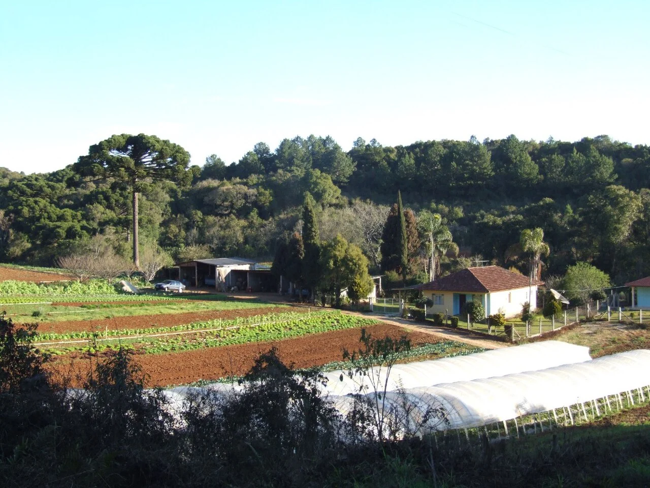 Photo of Almirante Tamandaré