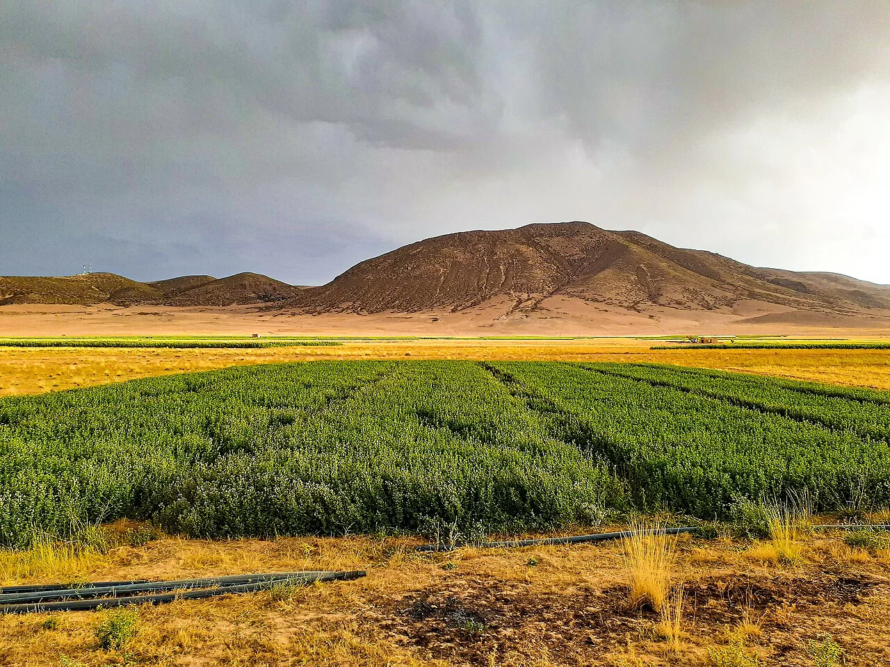 Photo of Almis Marmoucha