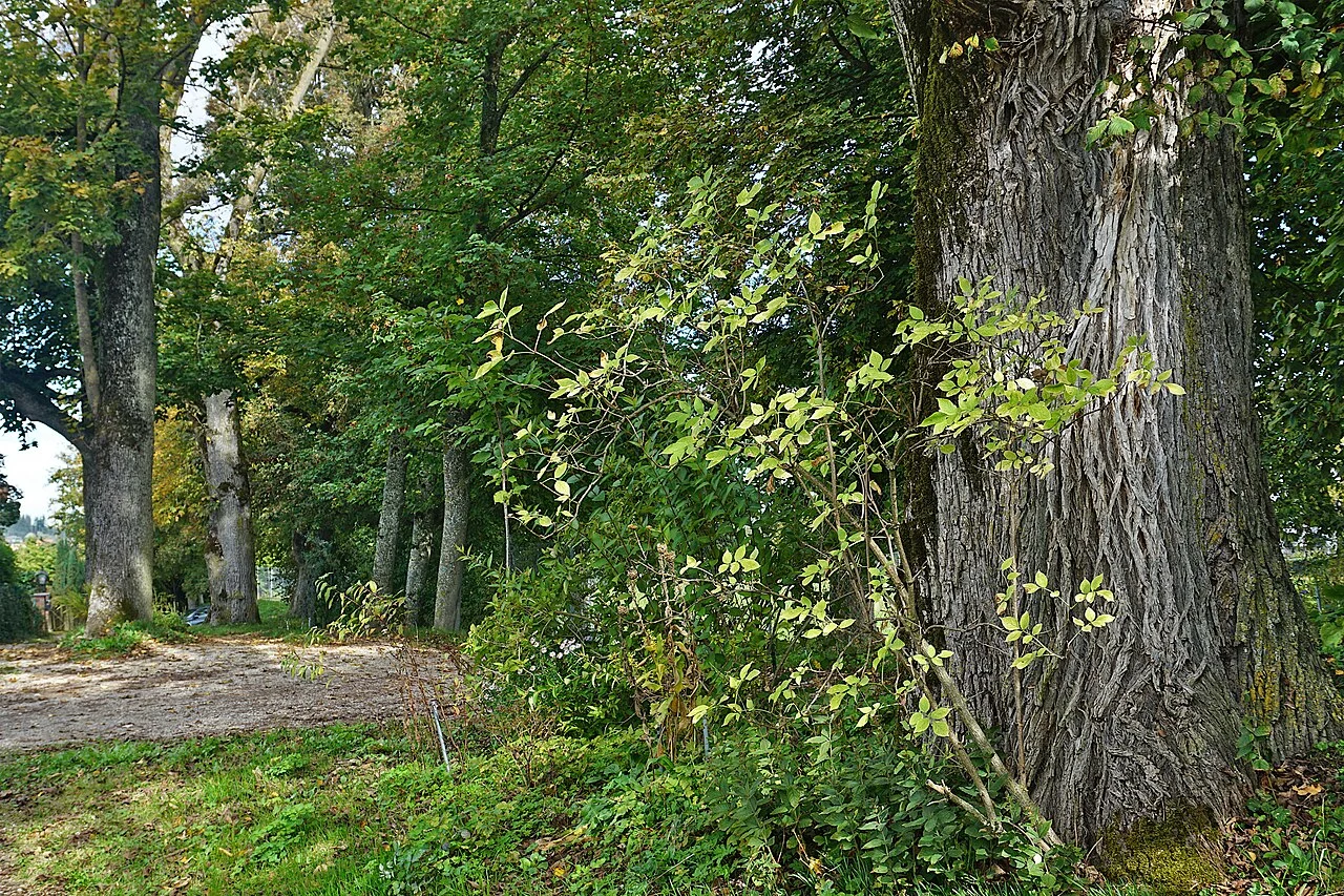 Photo of Altfraunhofen