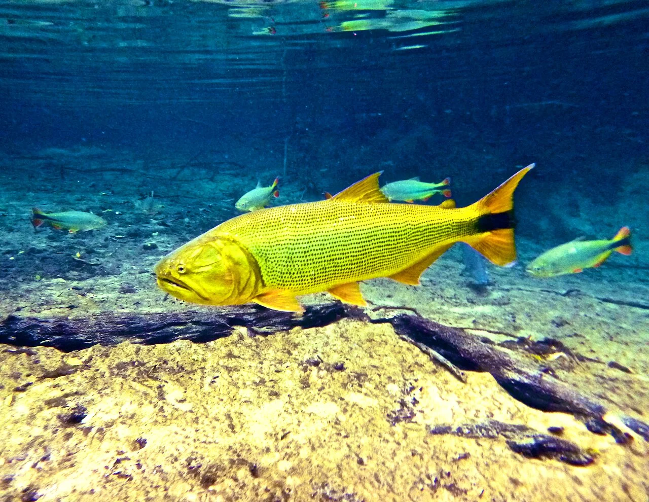 Photo of Alto Paraguai