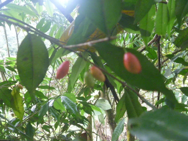 Photo of Altos del Rosario