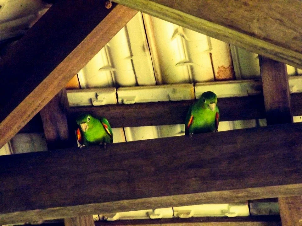 Photo of Alvinlândia