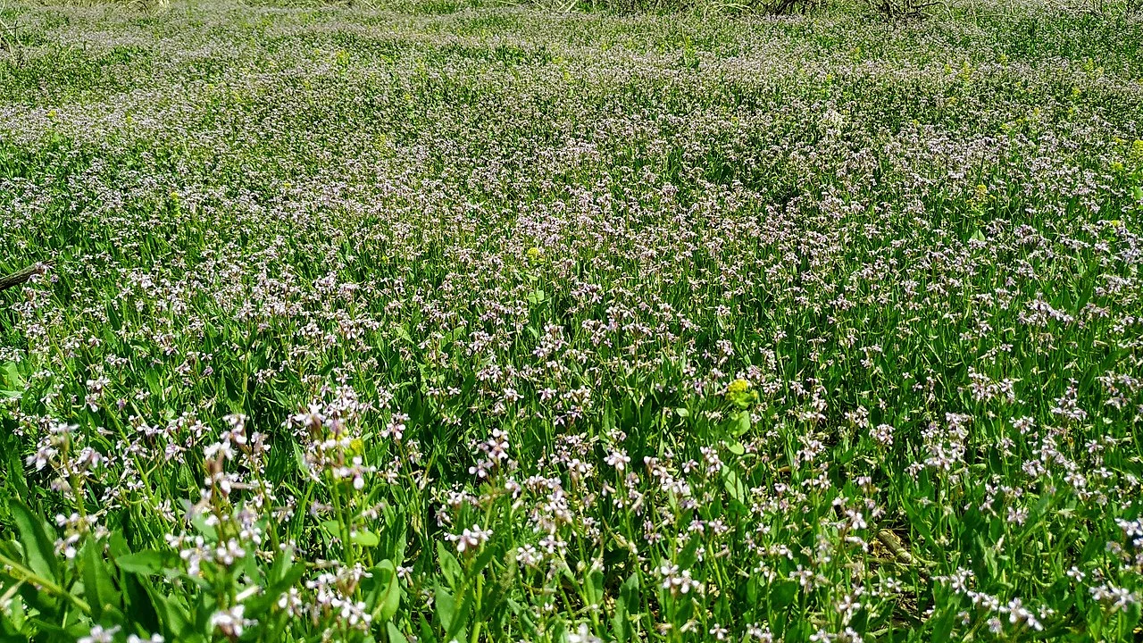 Photo of Ararat village