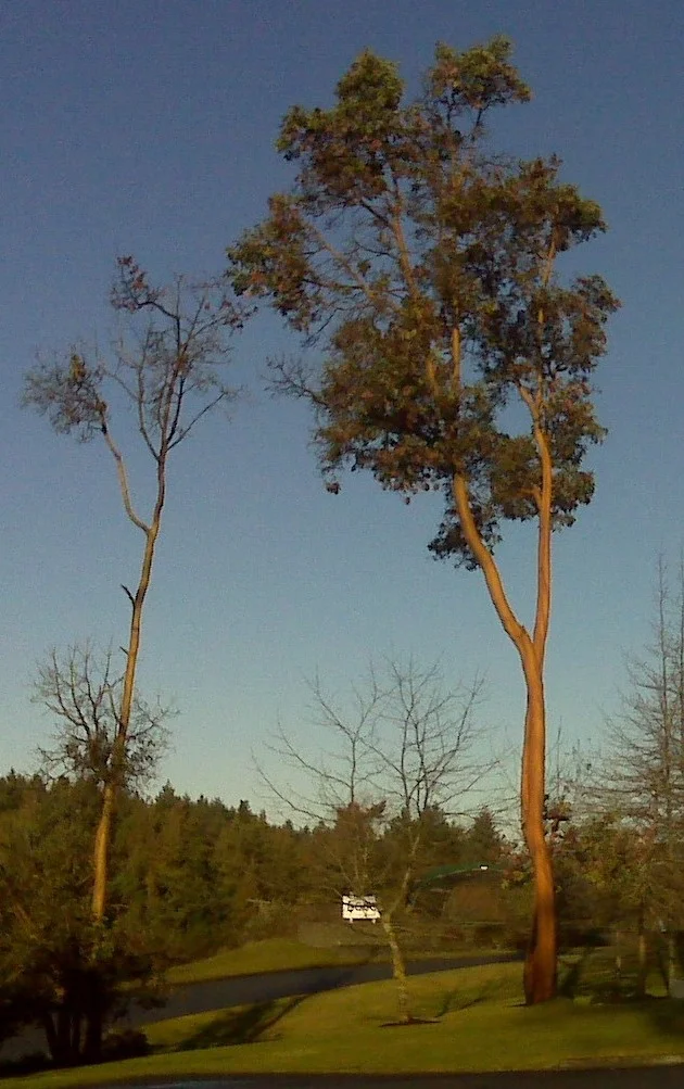 Photo of Arbutus Ridge