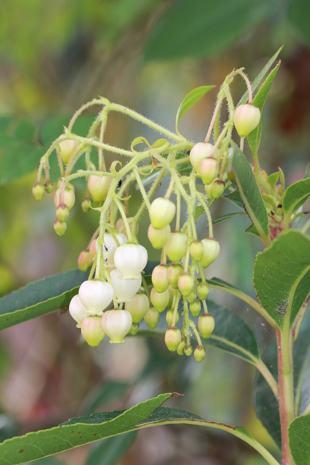 Flowers of Arbutus x thuretiana