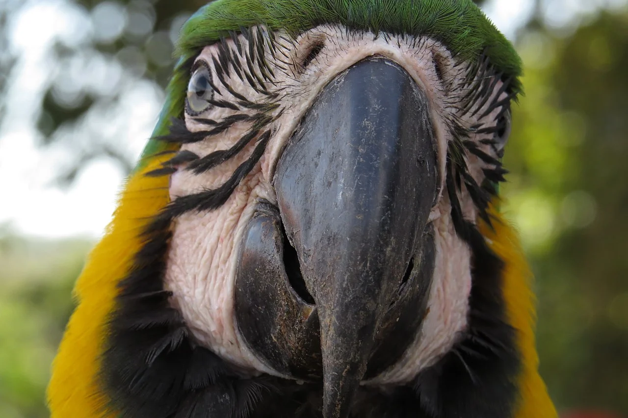 Photo of Arenópolis