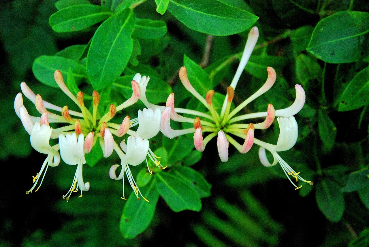 Photo of Aretxabaleta