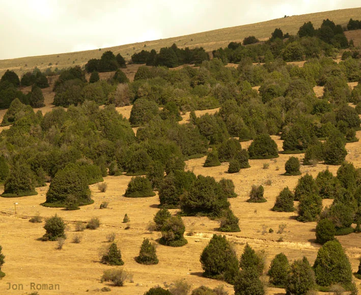 Photo of Arévalo de la Sierra