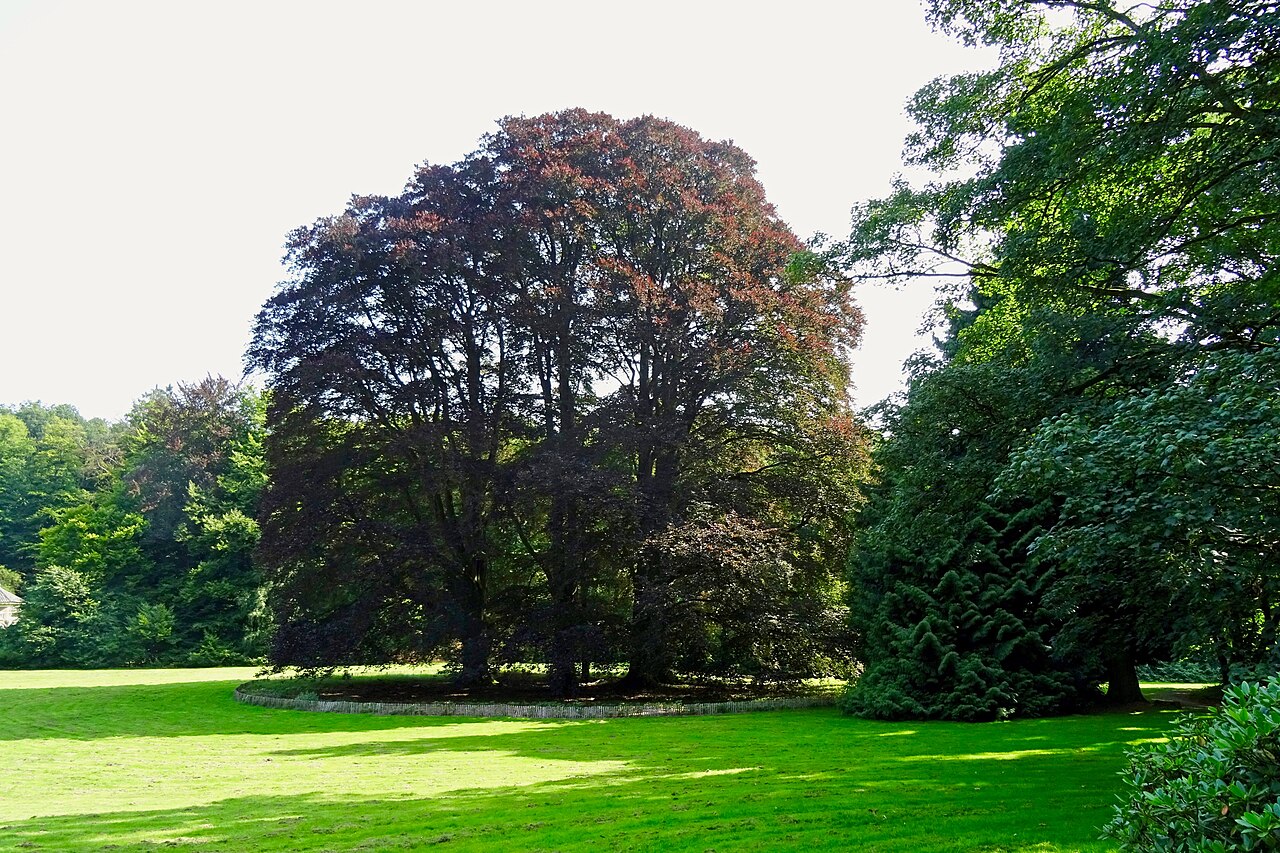 Monumentale beukengroep in het park bij het Huis Zypendaal te Arnhem