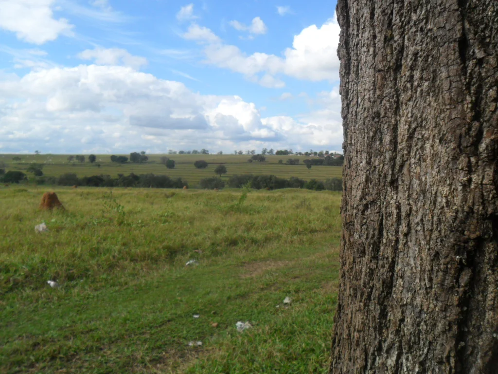 Photo of Arvorezinha