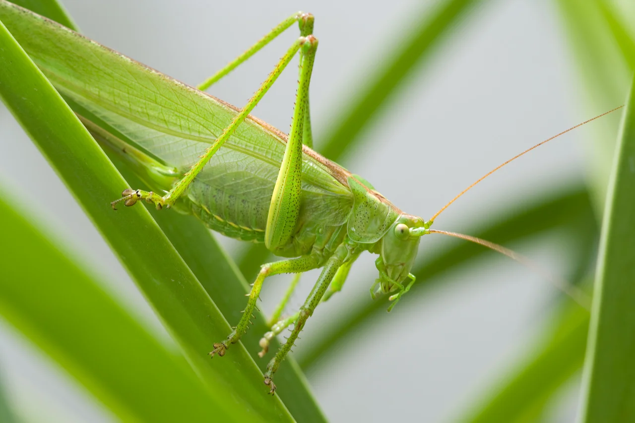 Photo of Arzergrande