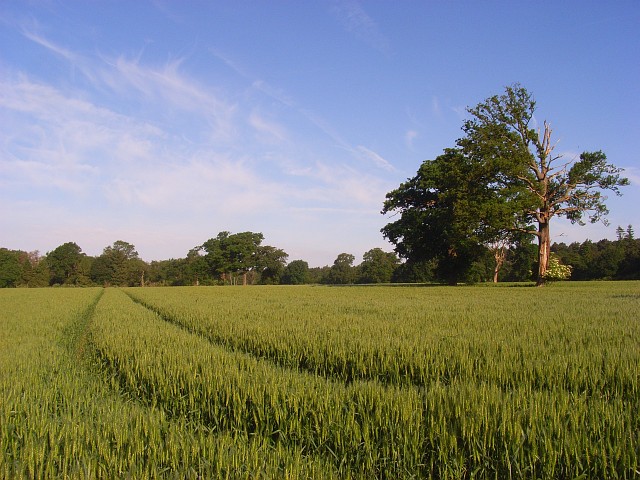 Barley, Ascot A small area of arable land amongst Crown Estate land which is mostly otherwise woodland or fields for horses.