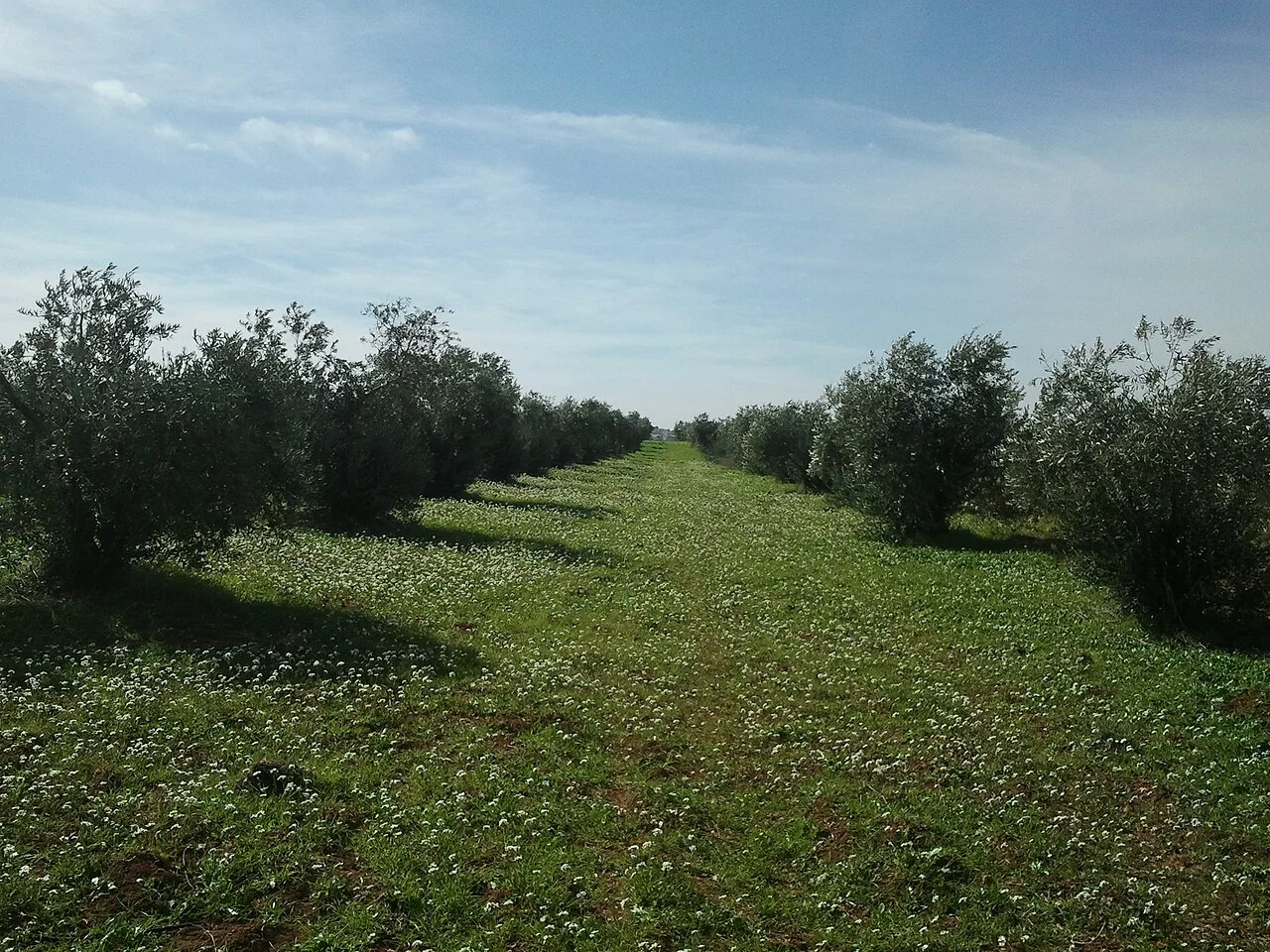 Photo of Ash Shajarah