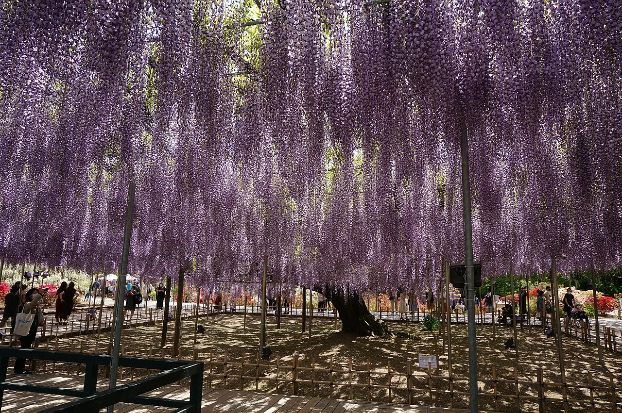 Photo of Ashikaga