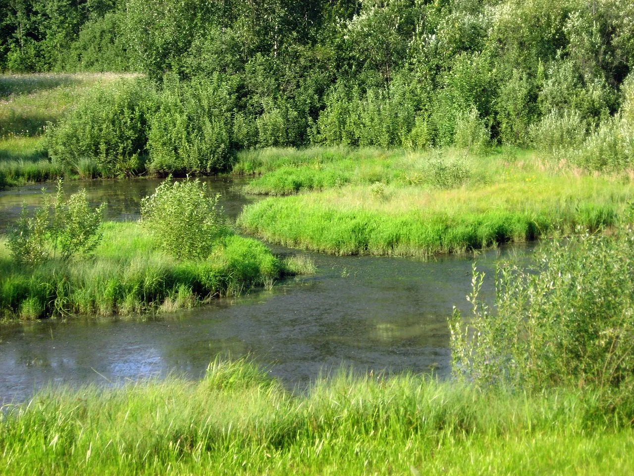 Photo of Astrakhanka