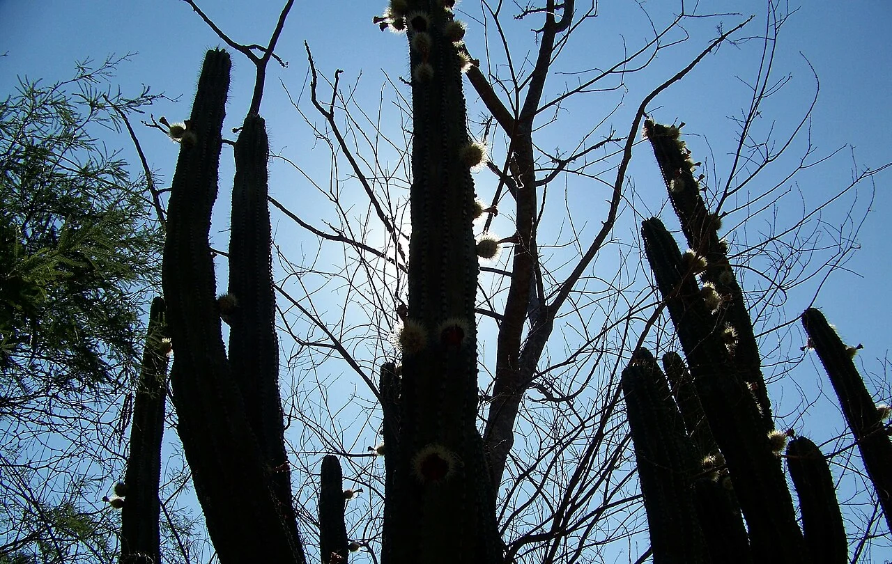 Photo of Atotonilco el Bajo