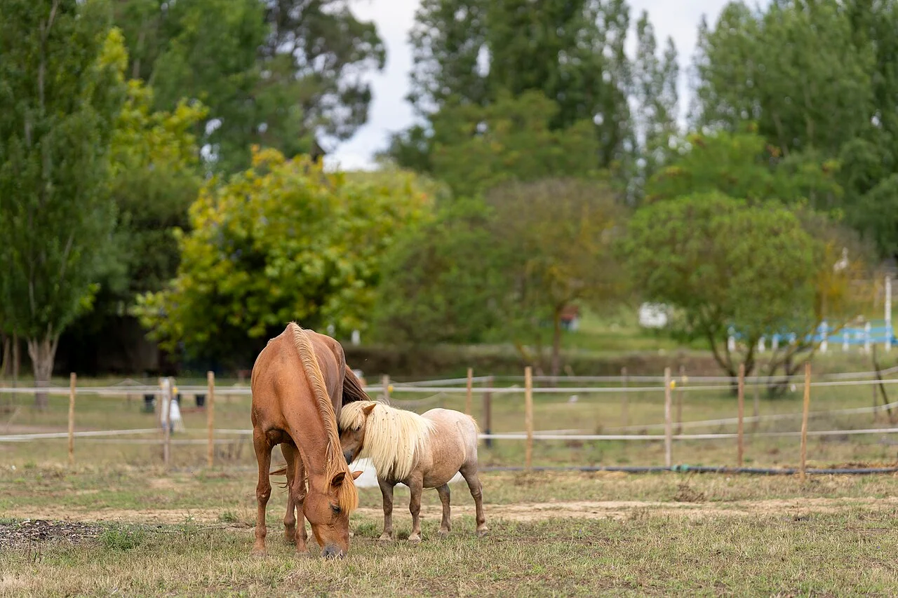 Photo of Aveiras de Cima