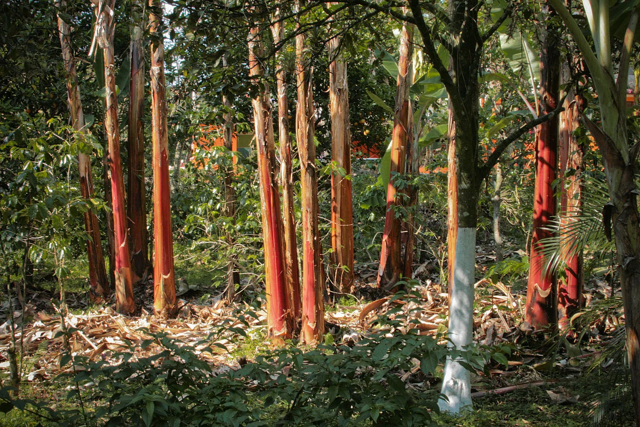 Photo of Ayotoxco de Guerrero