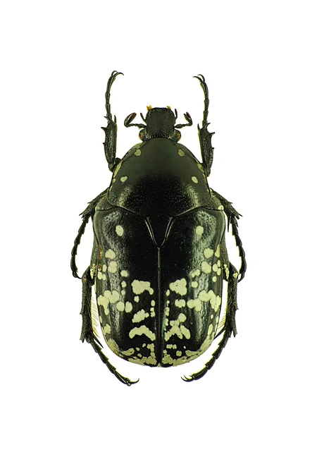 Photo of Bağışlı