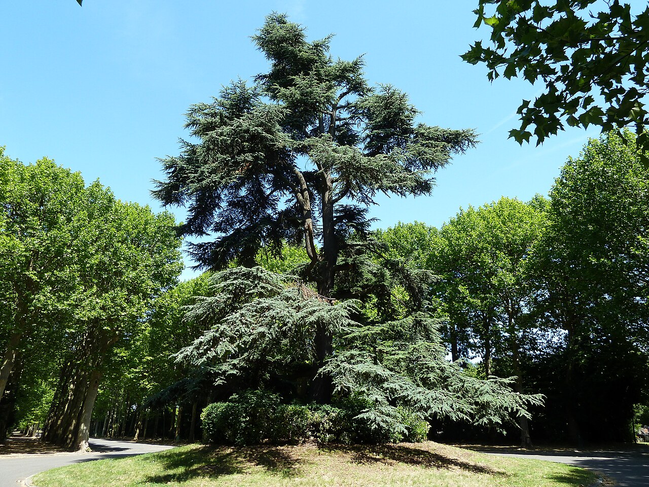 Bagneux cimetière parisien cèdre remarquable (arbre classé)