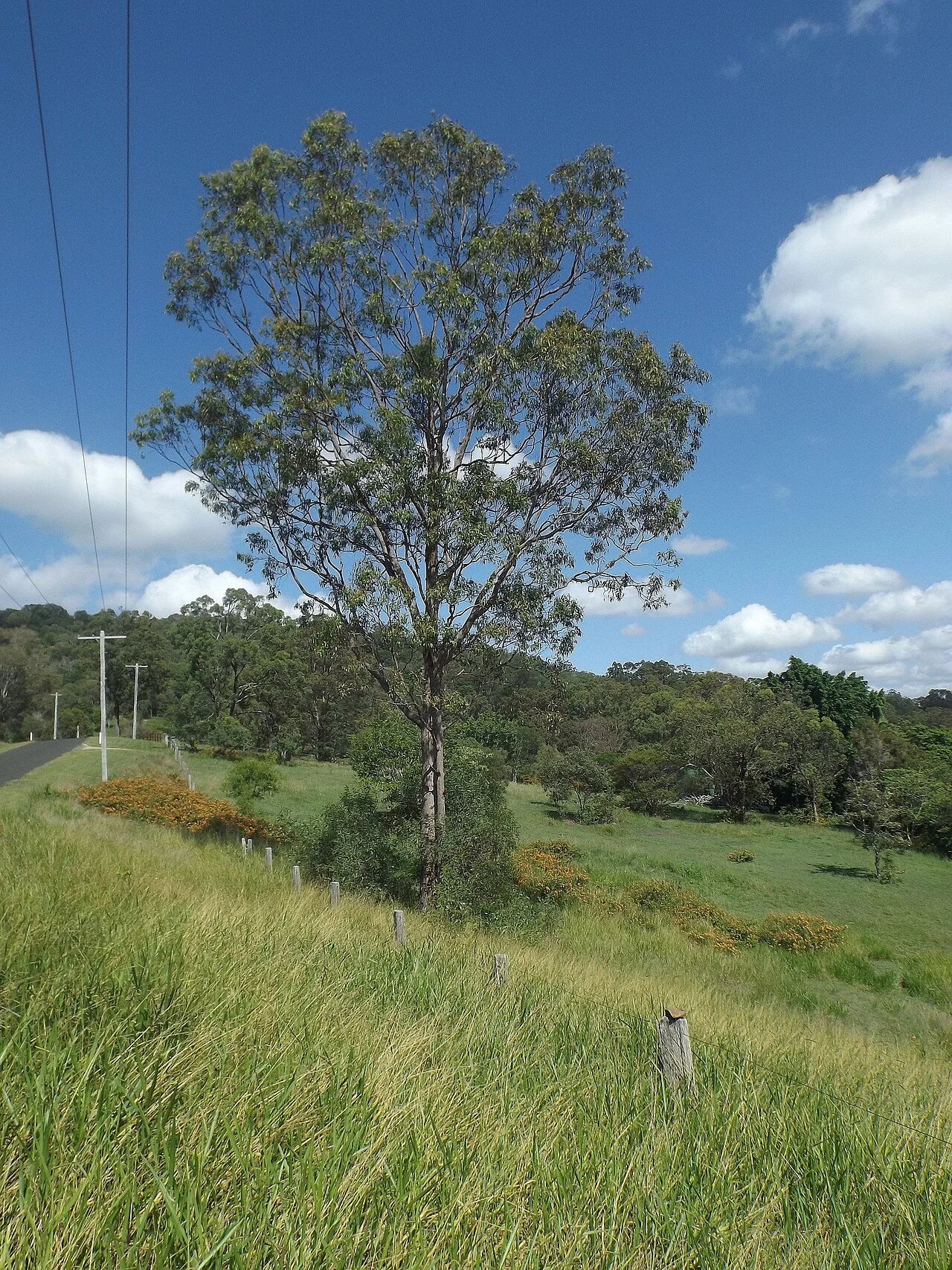 Photo of Bahrs Scrub