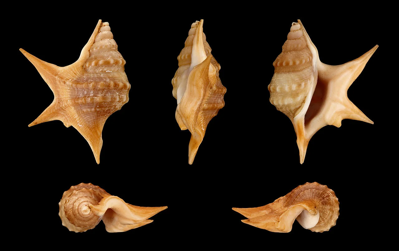 Photo of Baía Farta