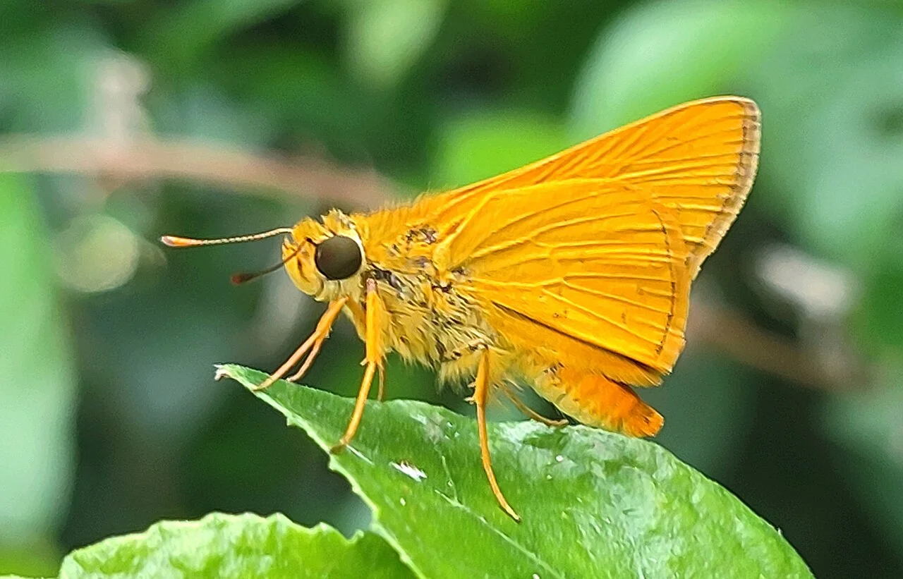 Photo of Baidyabāti