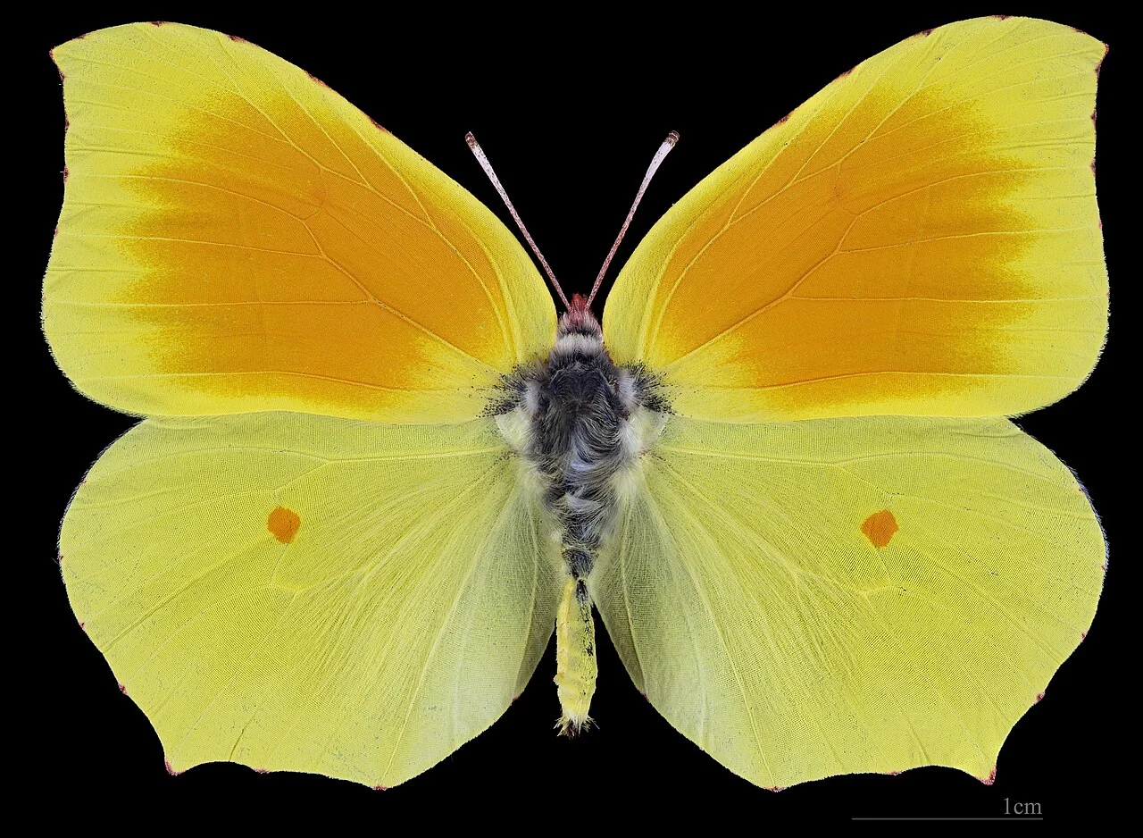 Photo of Bálsamo Oriental