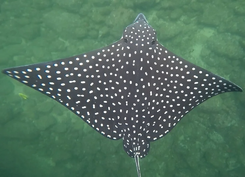 Photo of Banderas del Águila