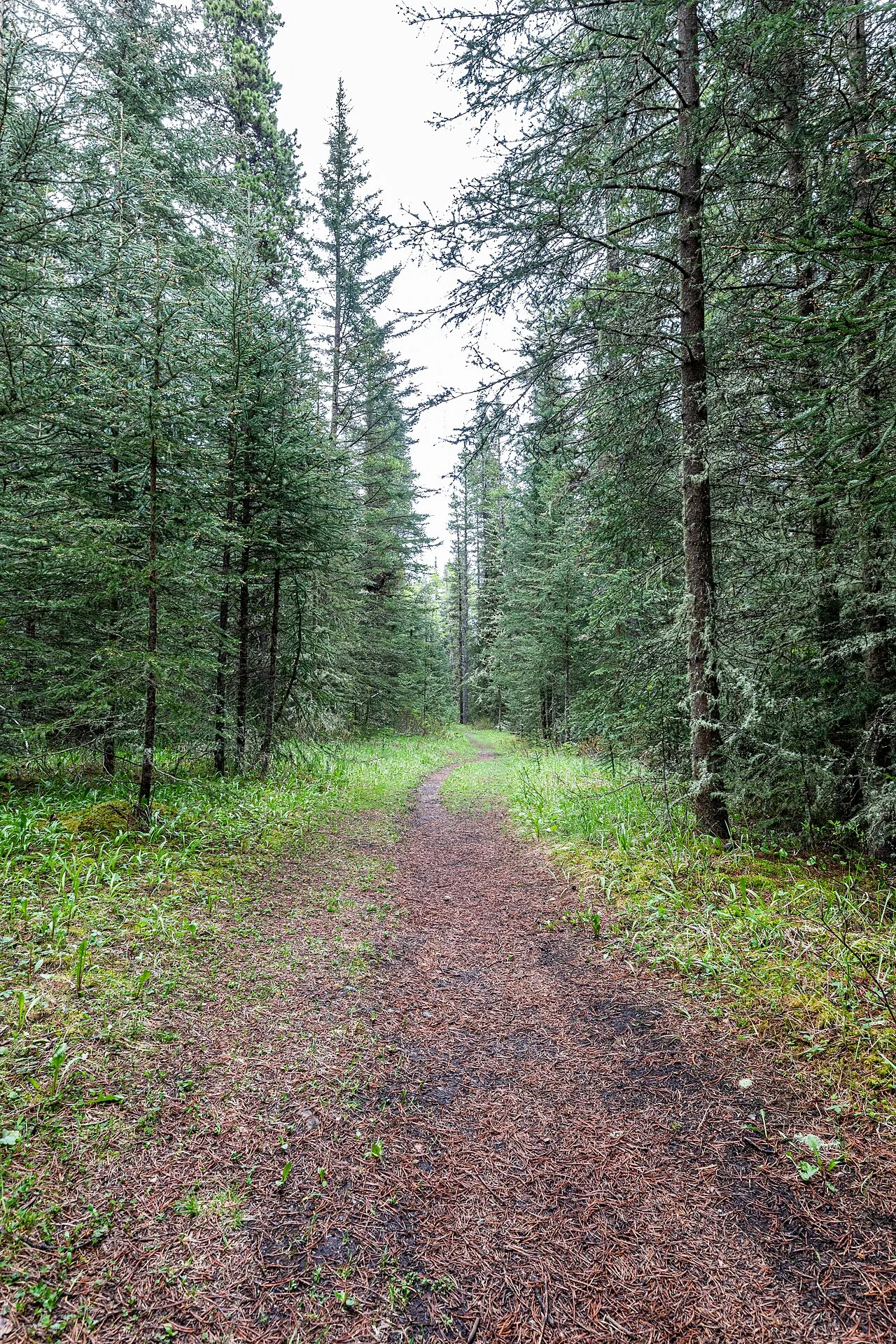 Photo of Banff Trail