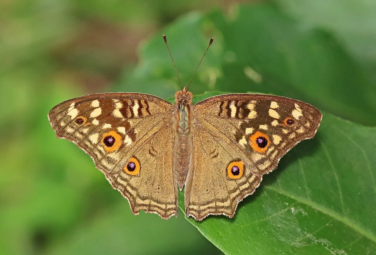 Photo of Bankimnagar