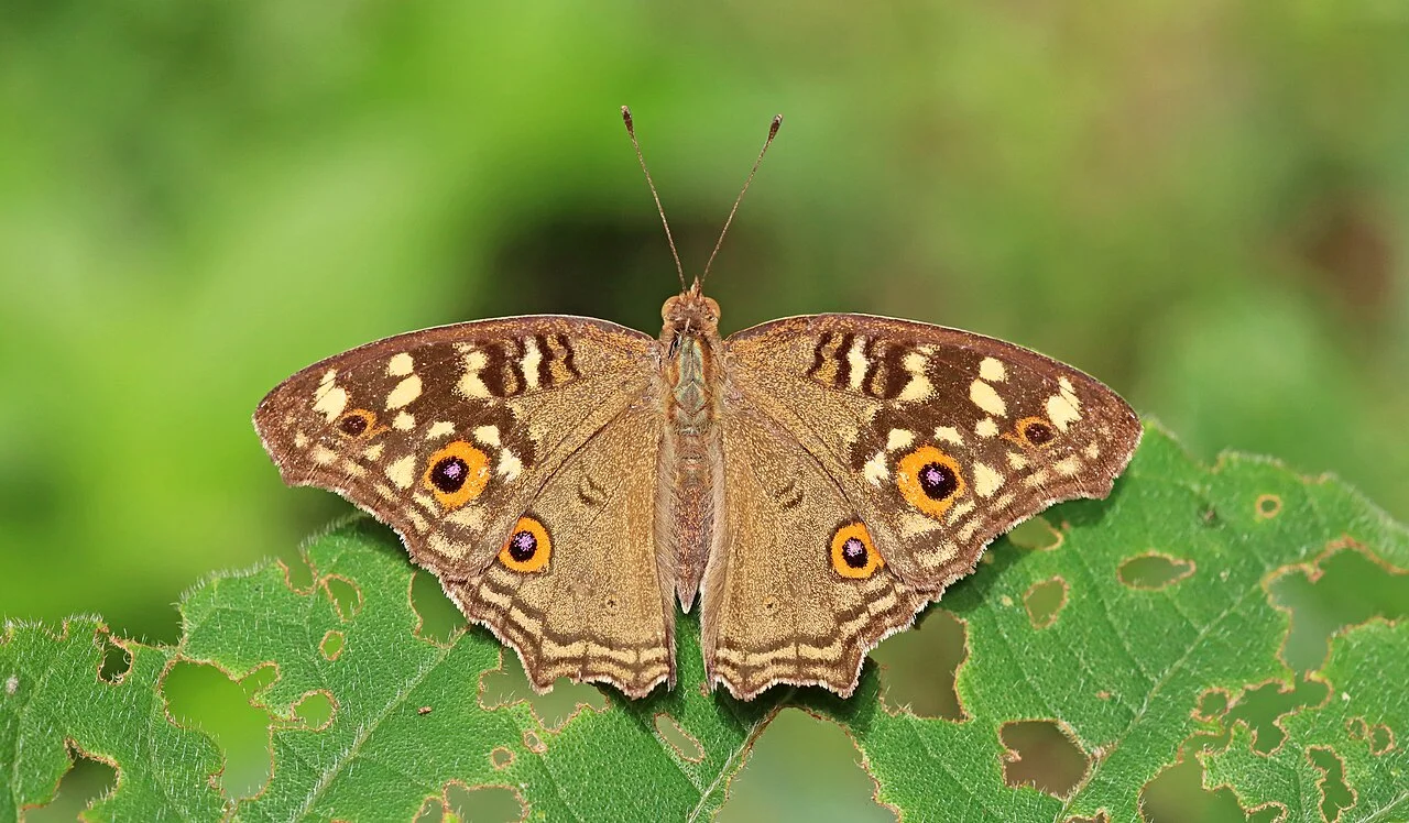 Photo of Bankimnagar