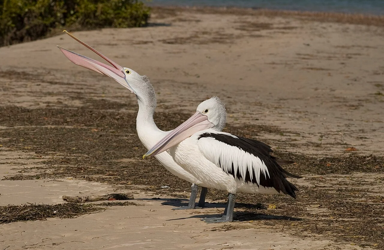 Photo of Banksia Beach