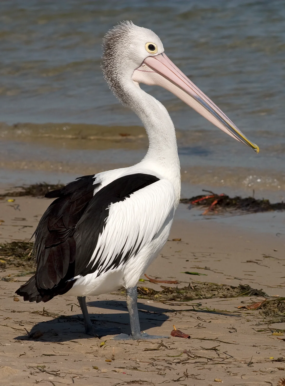 Photo of Banksia Beach