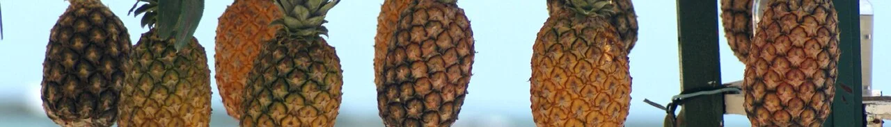 Photo of Barra de São Miguel