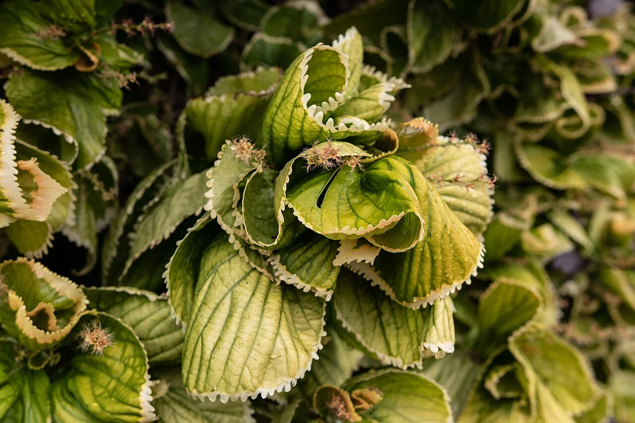 Photo of Barrio el Vivero