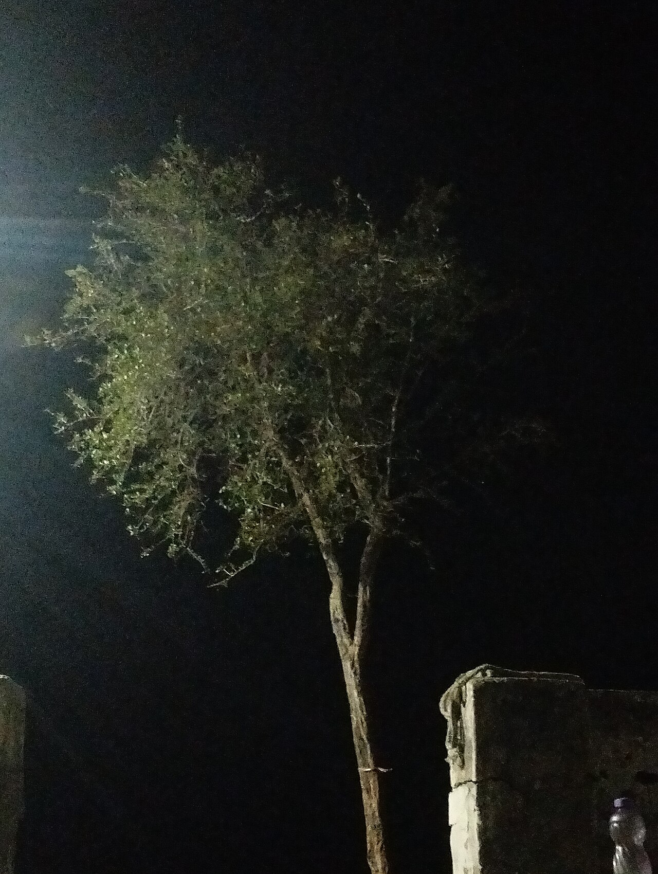 Barwala, Rajasthan (village in Rajasthan, India)