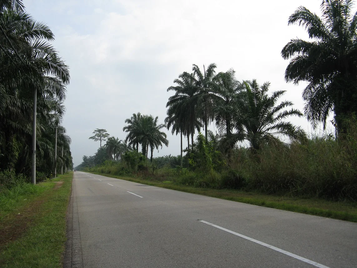 Photo of Batang Berjuntai