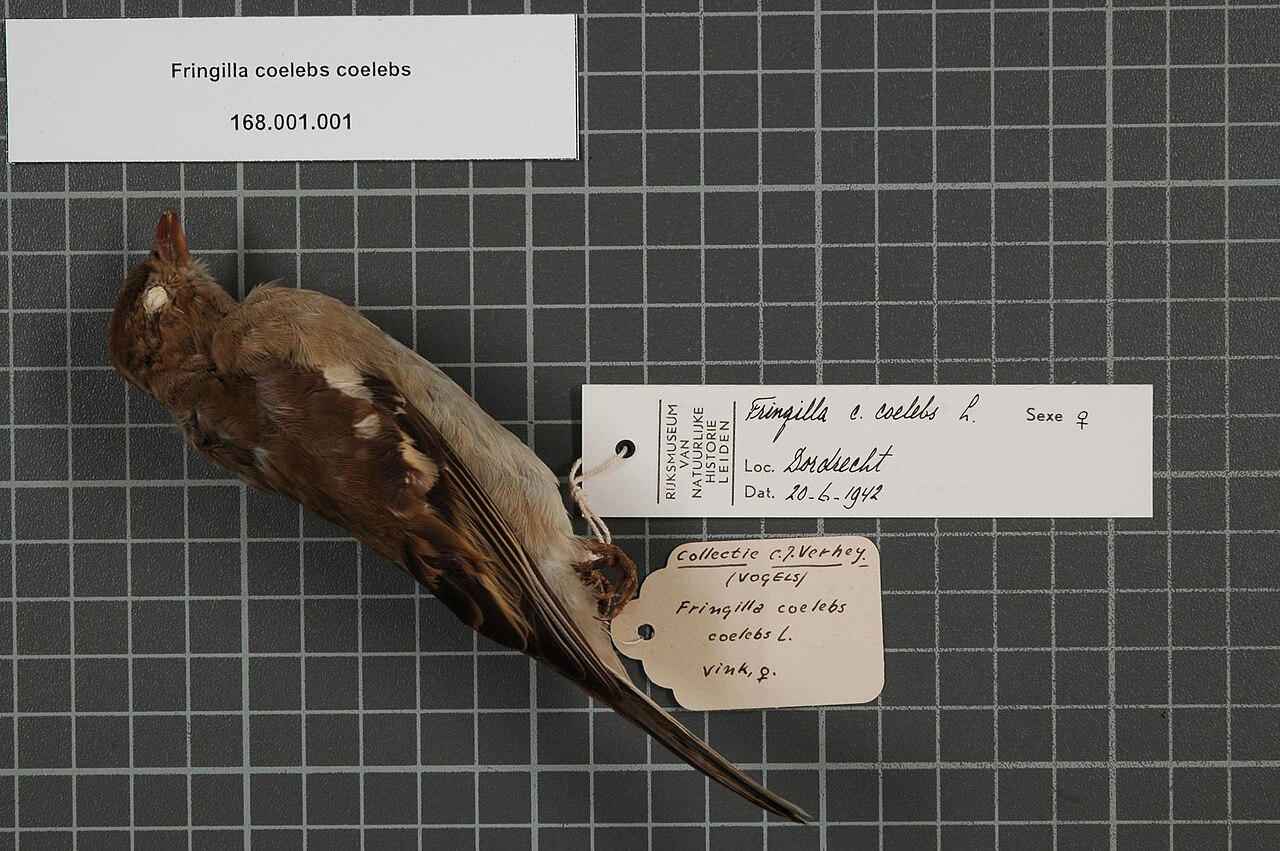 Fringilla coelebs coelebs Linnaeus, 1758